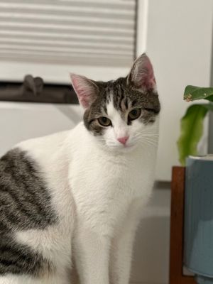 Cats for Adoption Near Santa Cruz CA Petfinder