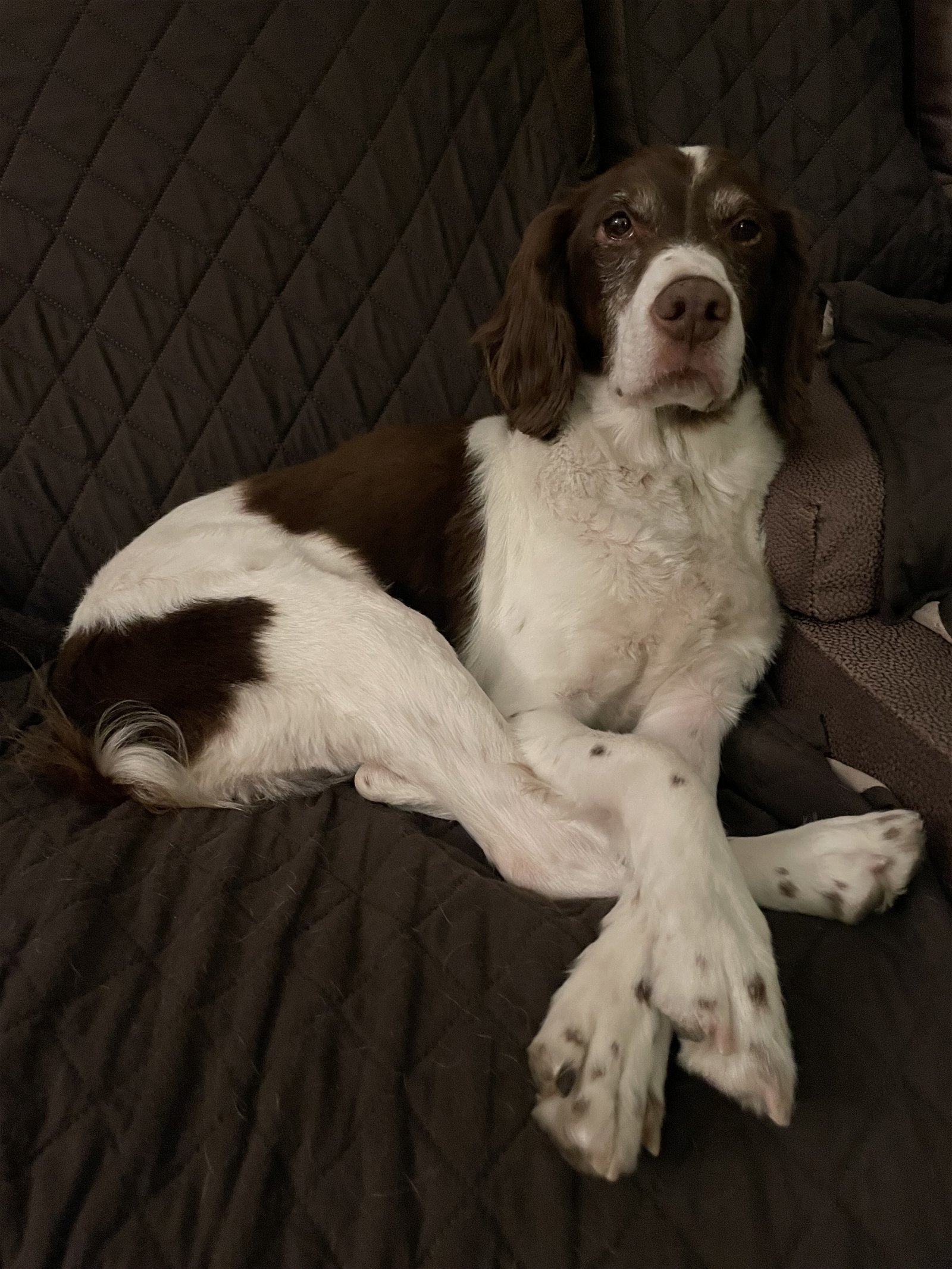 are brittany spaniels good house dogs