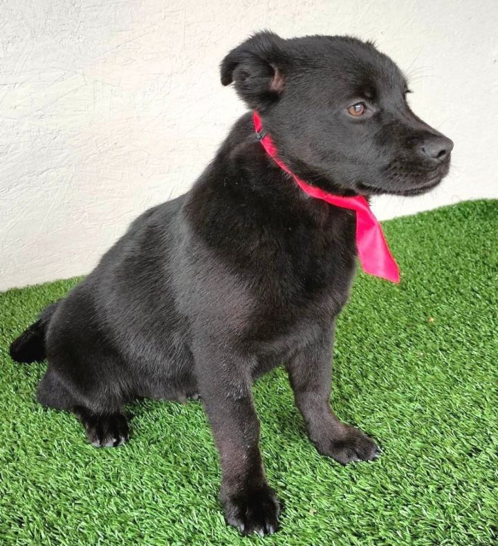 jack russell lab mix puppies