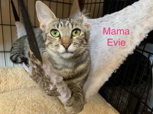 Evie Domestic Short Hair Cat