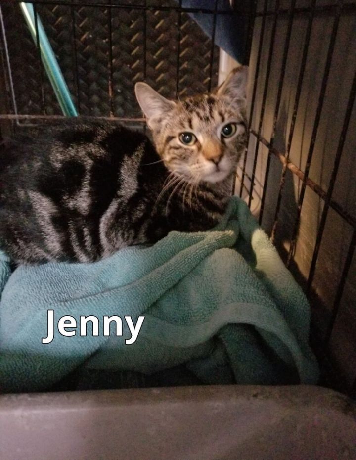 Jenny, an adoptable Tabby Mix in Breinigsville, PA_image-1