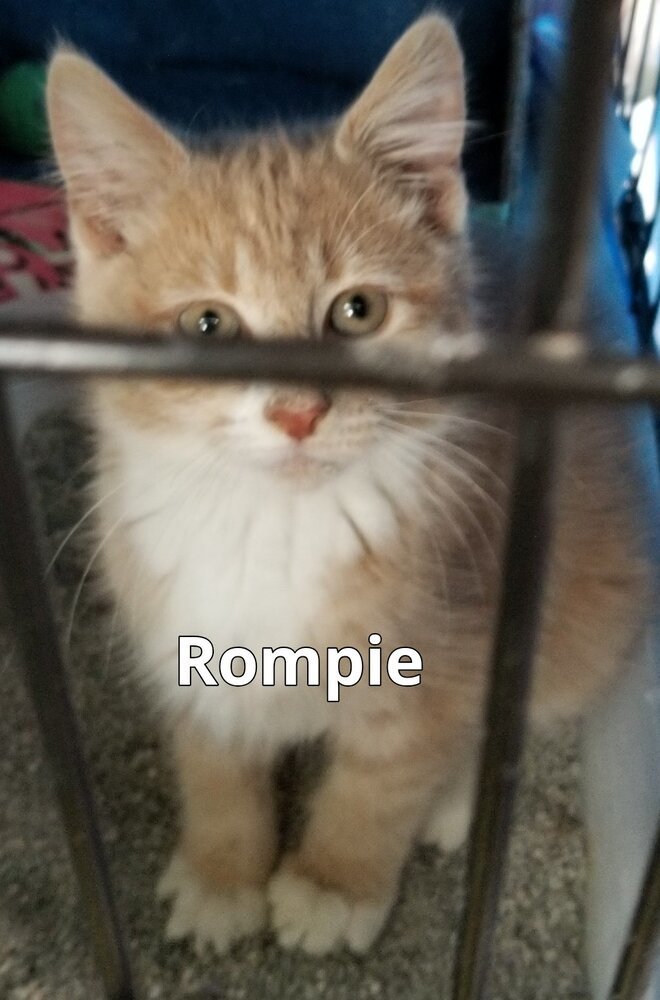 Rompie, an adoptable Manx Mix in Breinigsville, PA_image-3