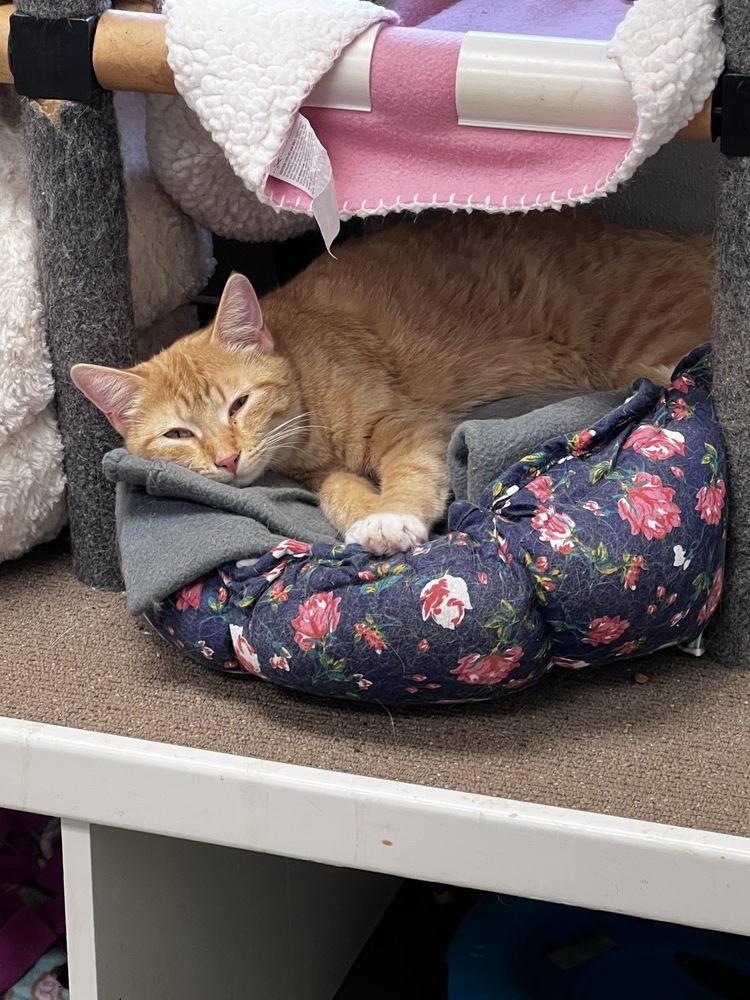 Asiago, an adoptable American Shorthair in Bartlesville, OK, 74006 | Photo Image 2