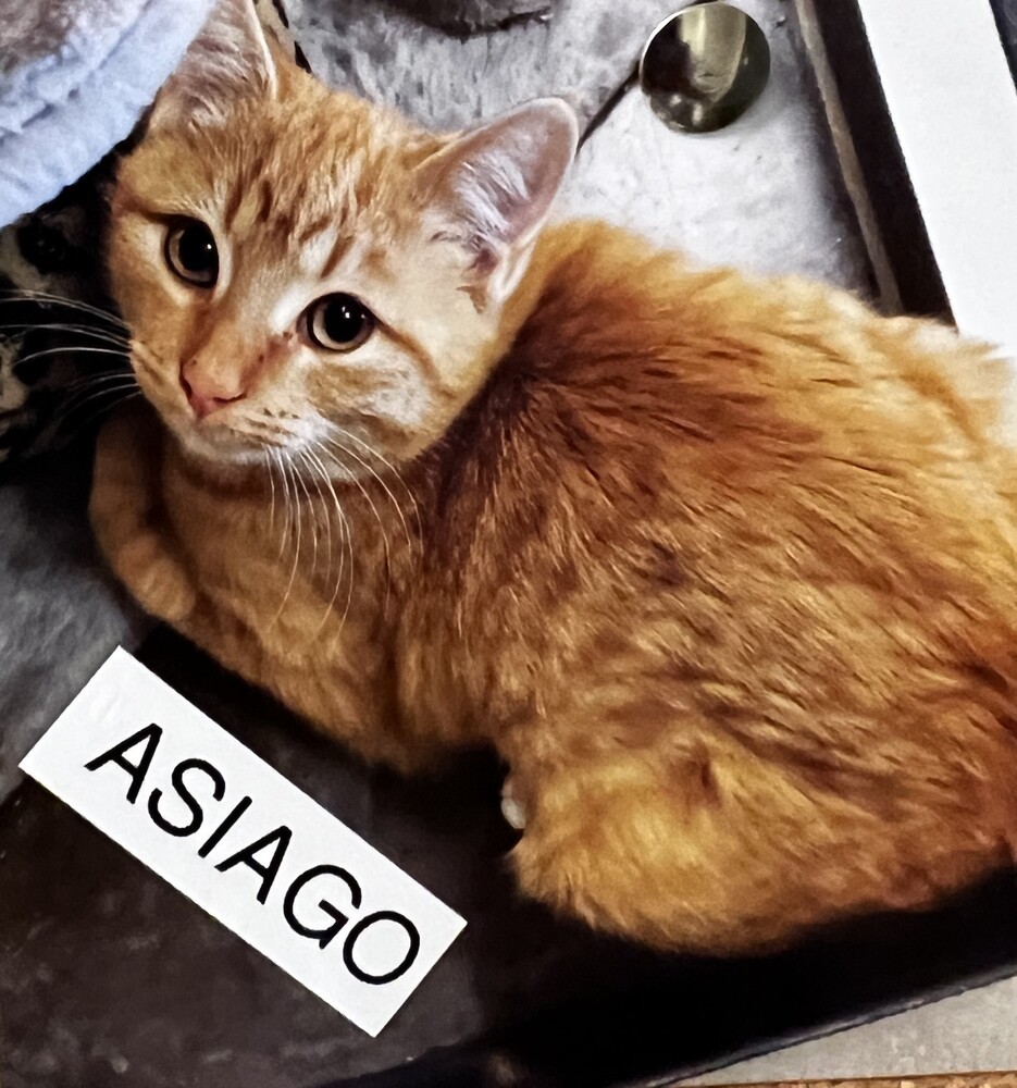 Asiago, an adoptable American Shorthair in Bartlesville, OK, 74006 | Photo Image 3