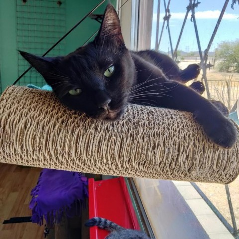 Olivia, an adoptable Domestic Short Hair in Tucson, AZ, 85716 | Photo Image 1