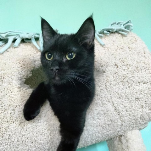 Olivia, an adoptable Domestic Short Hair in Tucson, AZ, 85716 | Photo Image 4