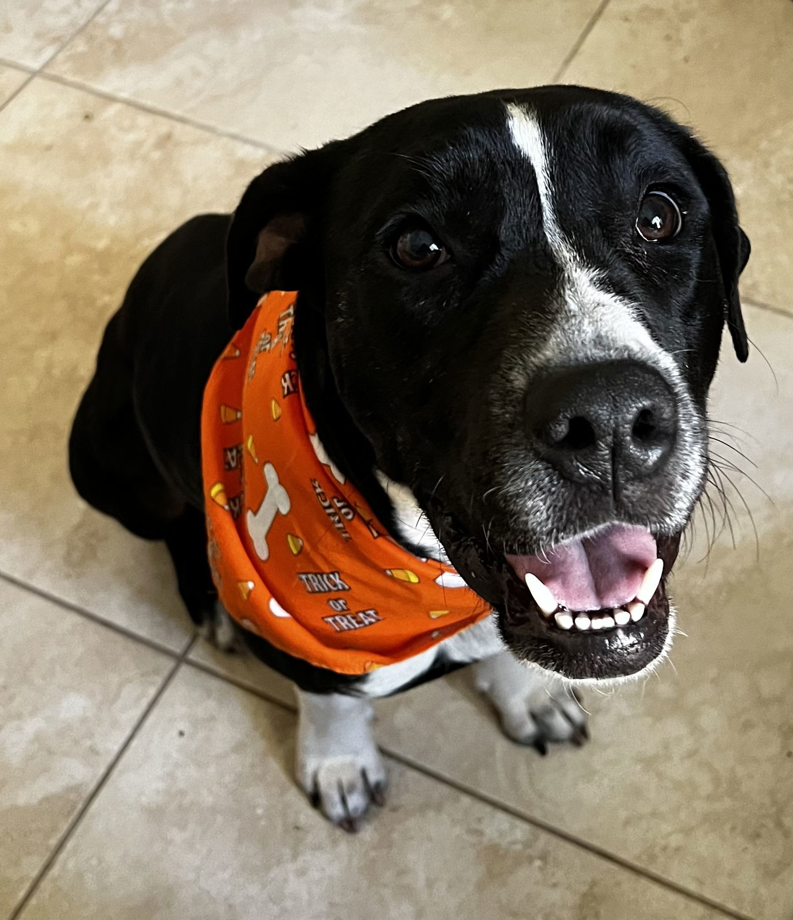 Moo Moo, an adoptable American Bulldog, Labrador Retriever in Fort Pierce, FL, 34982 | Photo Image 1
