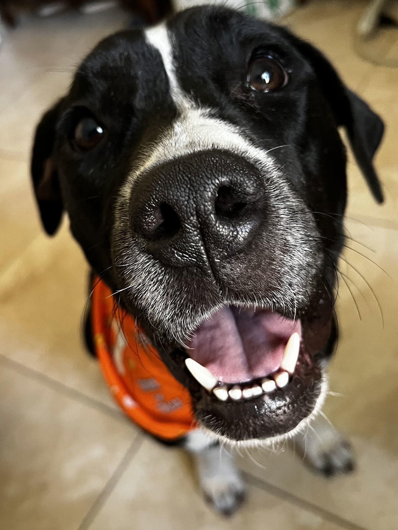 Moo Moo, an adoptable American Bulldog, Labrador Retriever in Fort Pierce, FL, 34982 | Photo Image 3