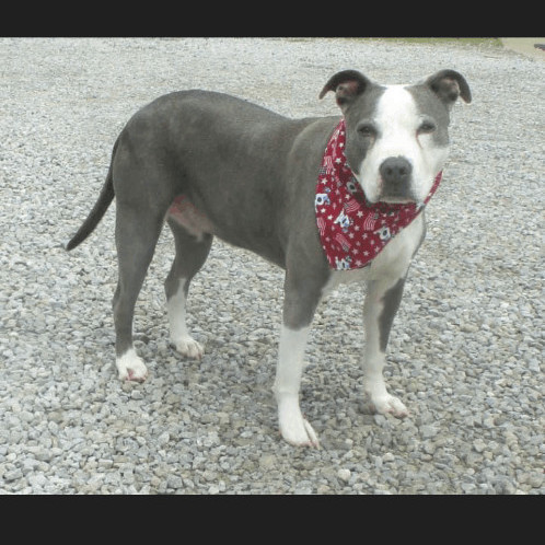 Luna, an adopted Pit Bull Terrier Mix in Ashland, OH_image-2