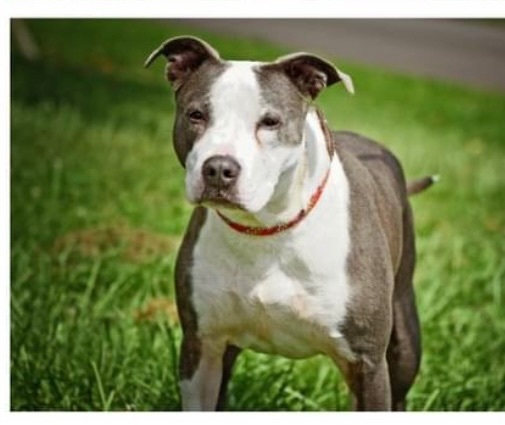 Luna, an adopted Pit Bull Terrier Mix in Ashland, OH_image-3