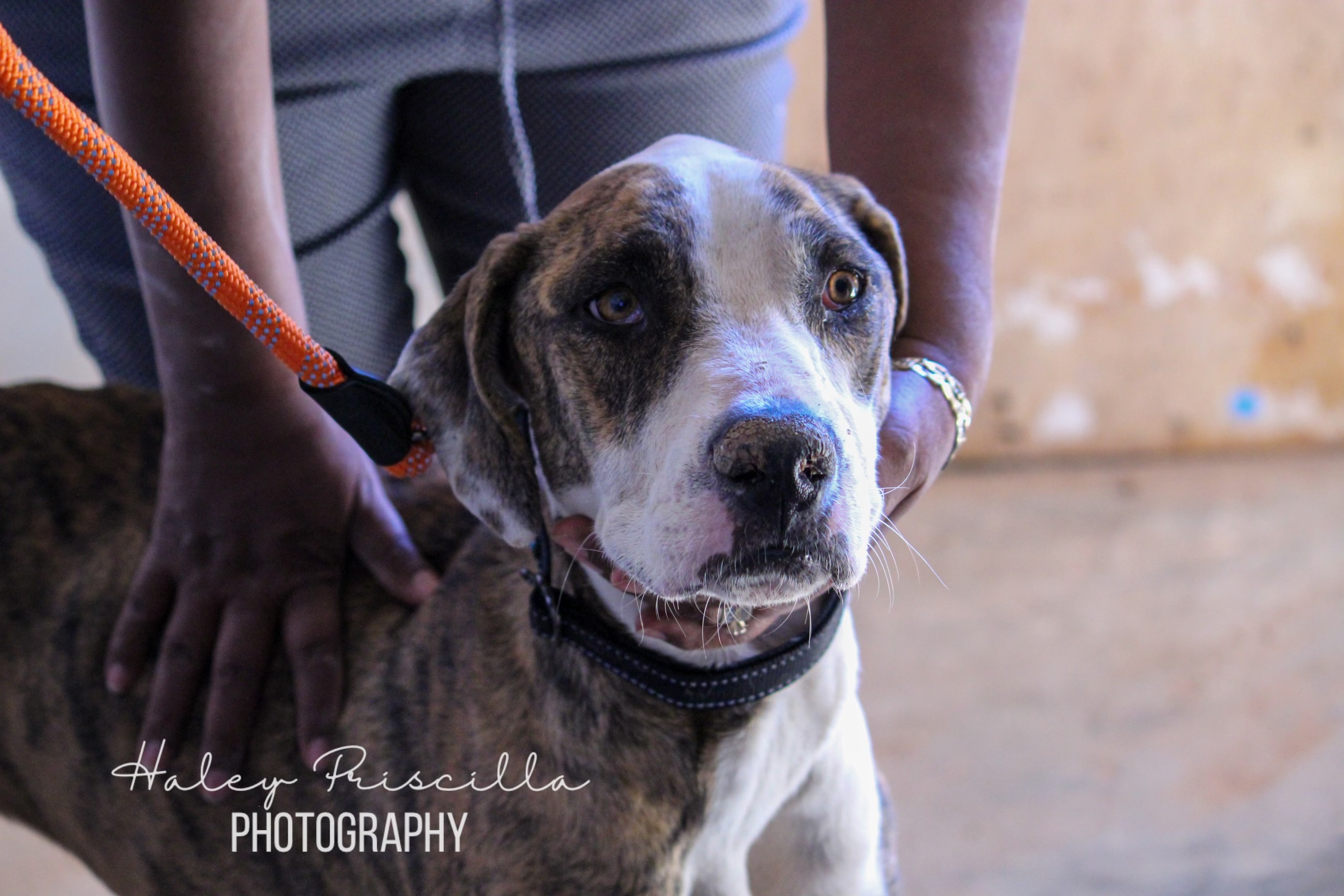 Amani, an adoptable Great Dane in Oro Valley, AZ, 85755 | Photo Image 1