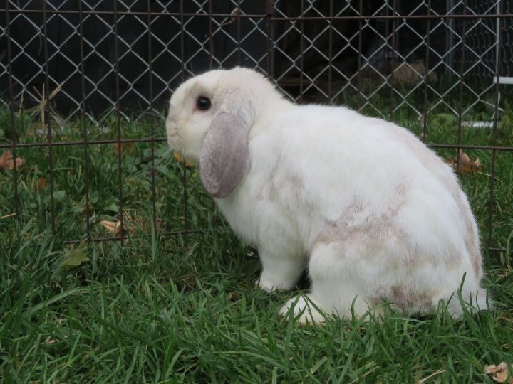 Hence, an adopted Lop Eared in East Syracuse, NY_image-1