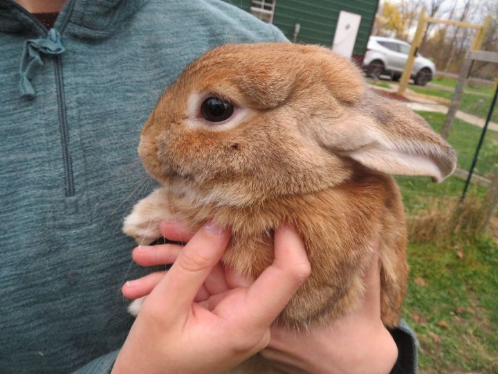 Among, an adopted Bunny Rabbit in East Syracuse, NY_image-3