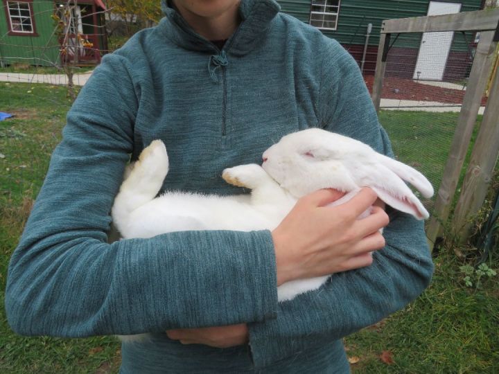 Aside, an adopted Bunny Rabbit in East Syracuse, NY_image-1