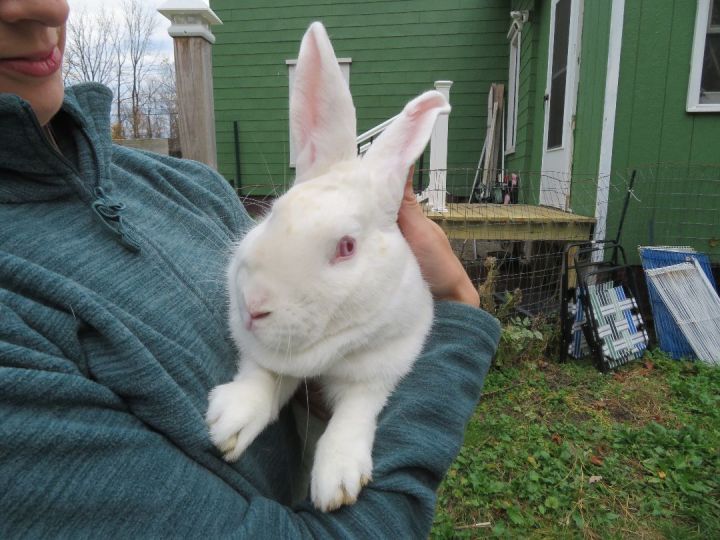 Aside, an adopted Bunny Rabbit in East Syracuse, NY_image-3