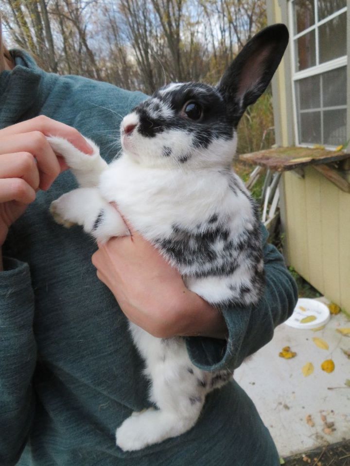 Whoops, an adopted Bunny Rabbit in East Syracuse, NY_image-4