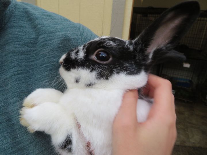 Whoops, an adopted Bunny Rabbit in East Syracuse, NY_image-6