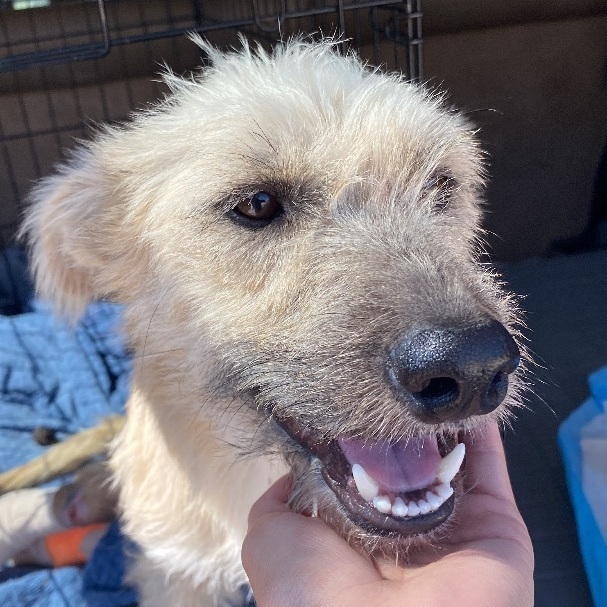 border terrier mix