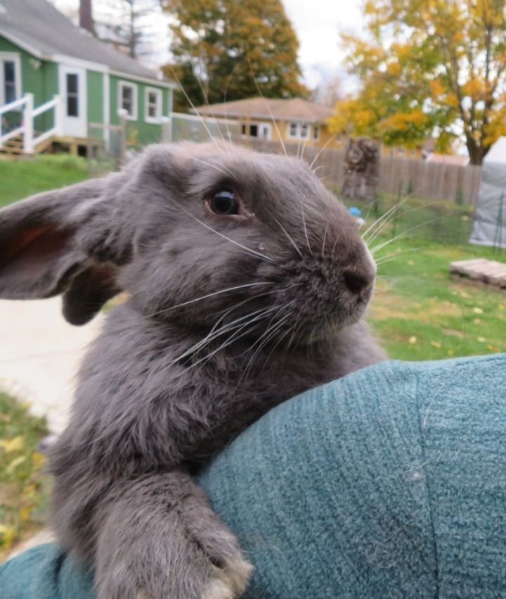 Set, an adopted Bunny Rabbit in East Syracuse, NY_image-1