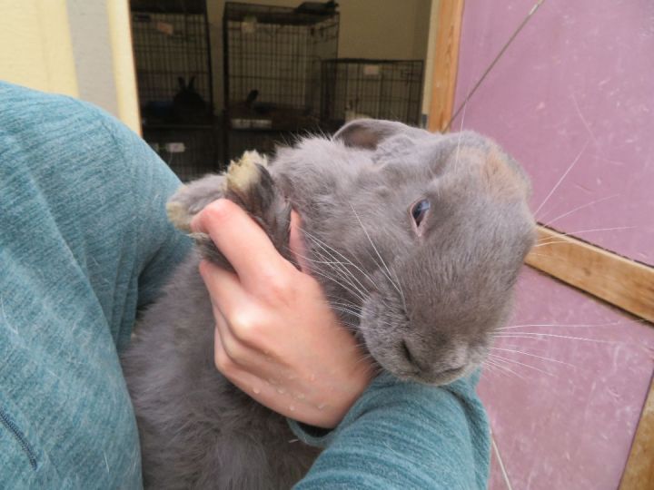 Set, an adopted Bunny Rabbit in East Syracuse, NY_image-3