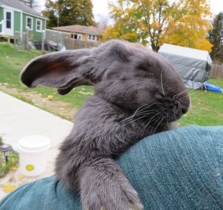 Set, an adopted Bunny Rabbit in East Syracuse, NY_image-6