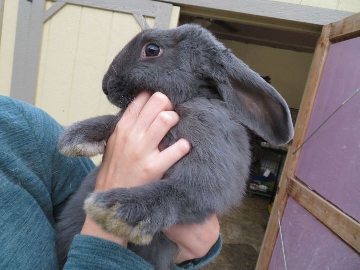 Ready, an adoptable Bunny Rabbit in East Syracuse, NY_image-1
