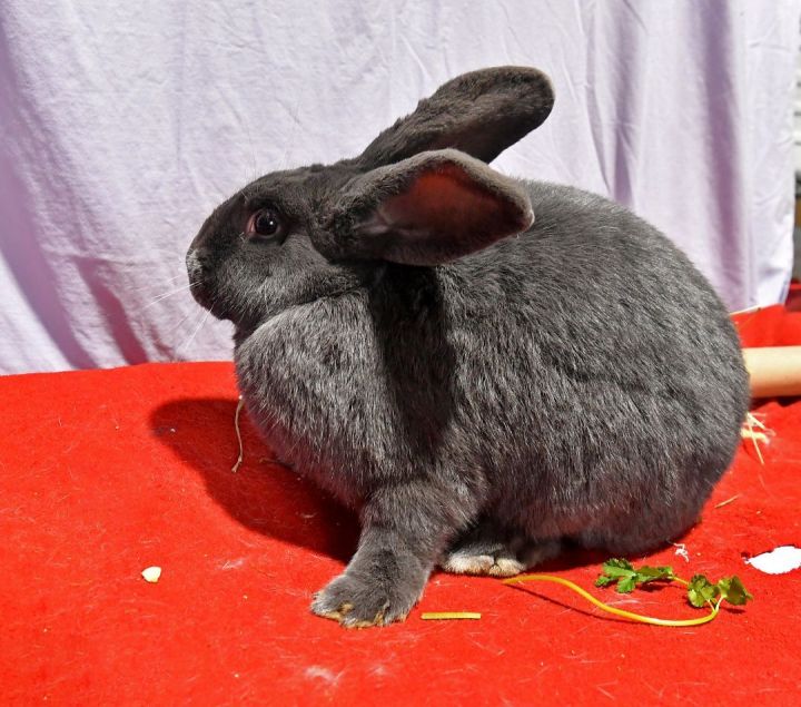 Ready, an adoptable Bunny Rabbit in East Syracuse, NY_image-4