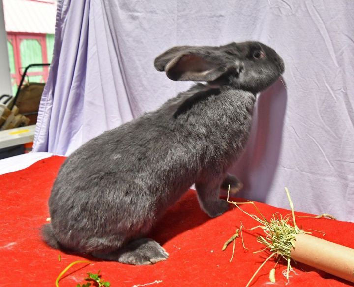 Ready, an adoptable Bunny Rabbit in East Syracuse, NY_image-5