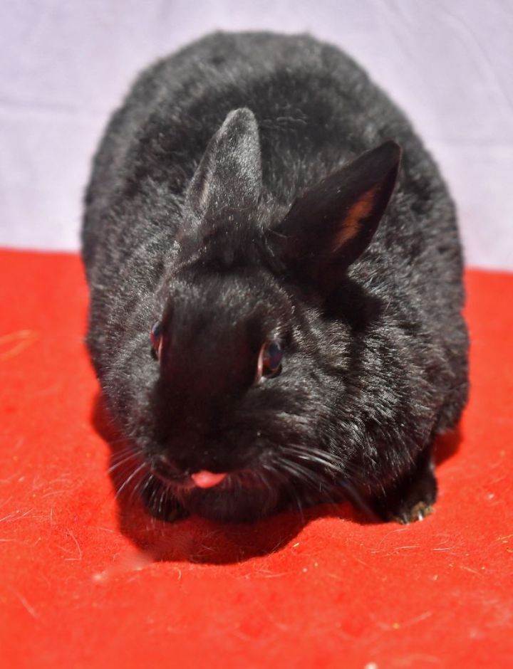 Breeze, an adoptable Bunny Rabbit in East Syracuse, NY_image-1