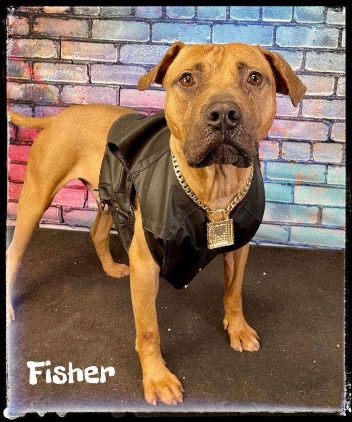 FISHER - In Foster, an adopted Terrier & Pit Bull Terrier Mix in Flint, MI_image-3