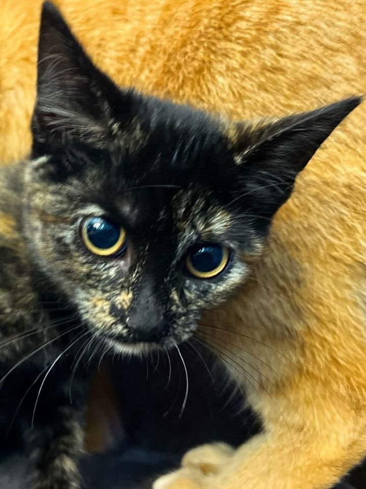 Priya , an adopted Tortoiseshell in Sioux Falls, SD_image-2