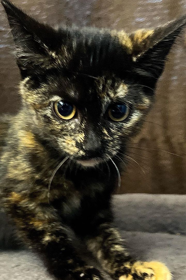 Priya , an adopted Tortoiseshell in Sioux Falls, SD_image-3