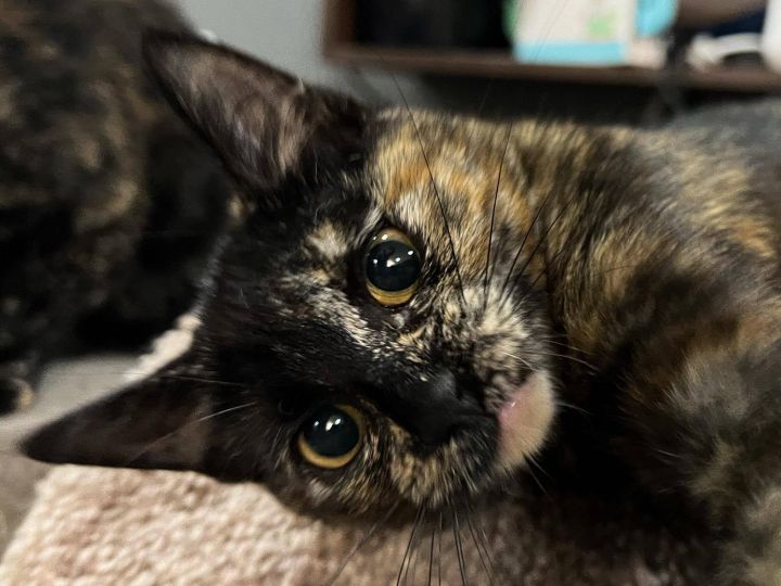 Priya , an adopted Tortoiseshell in Sioux Falls, SD_image-1