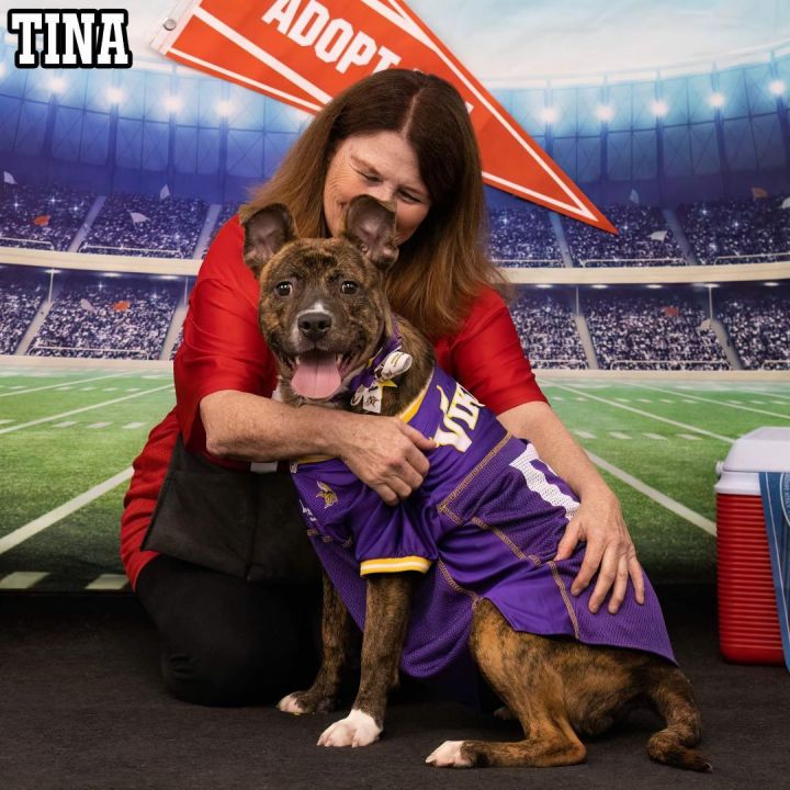 TINA, an adopted Terrier & Pit Bull Terrier Mix in Flint, MI_image-5
