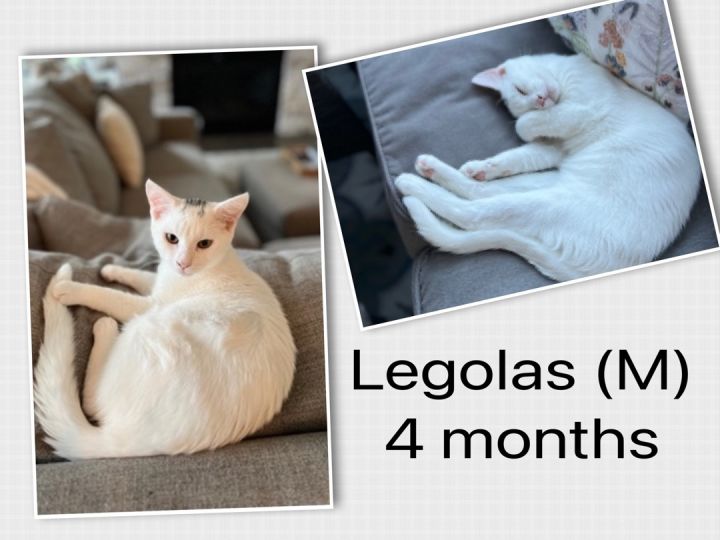 Legolas 1
