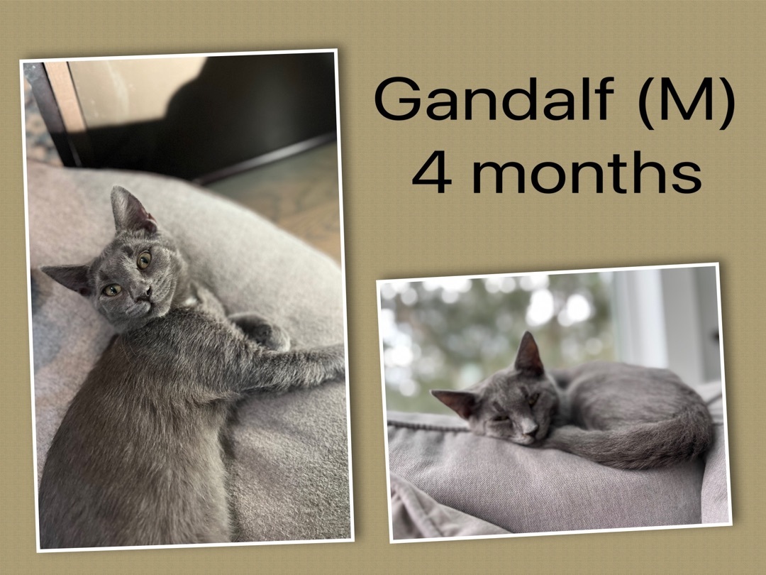 Gandalf detail page