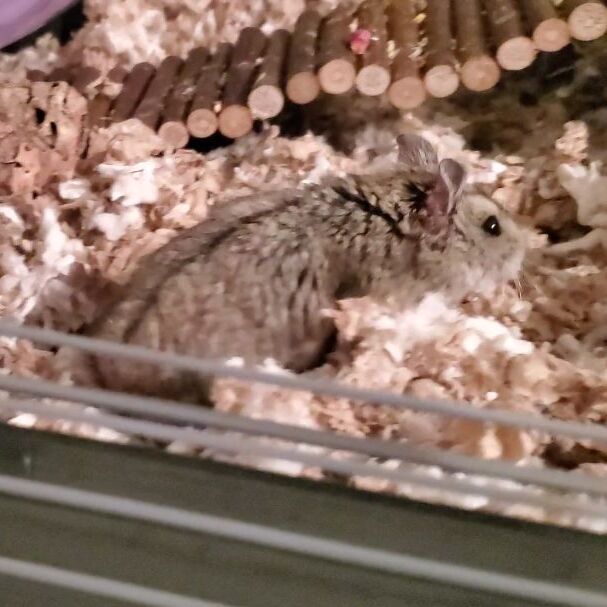 Kali, an adoptable Dwarf Hamster in Sachse, TX_image-3