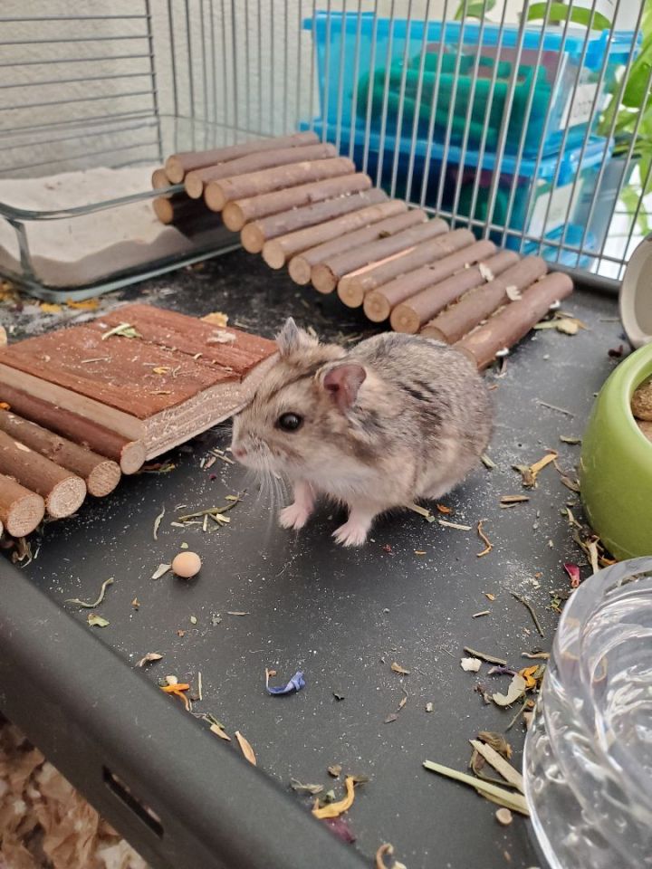 Kali, an adoptable Dwarf Hamster in Sachse, TX_image-1