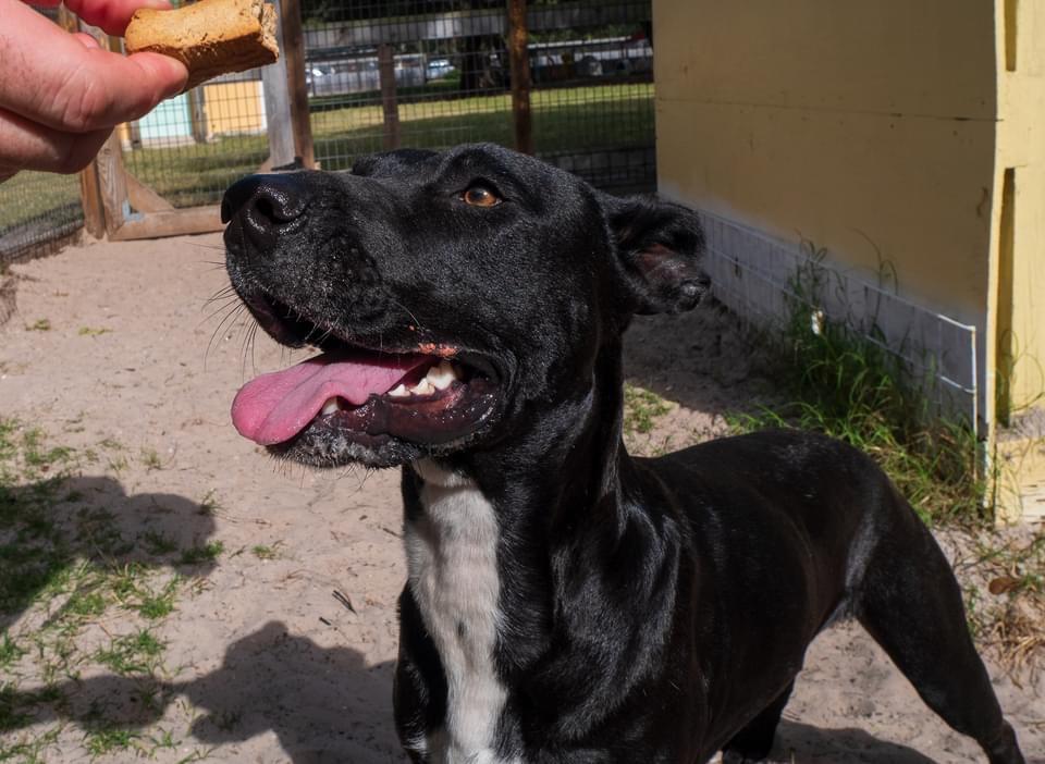 Vincent Van Gogh, an adoptable Labrador Retriever, Shepherd in Fulton, TX, 78358 | Photo Image 1