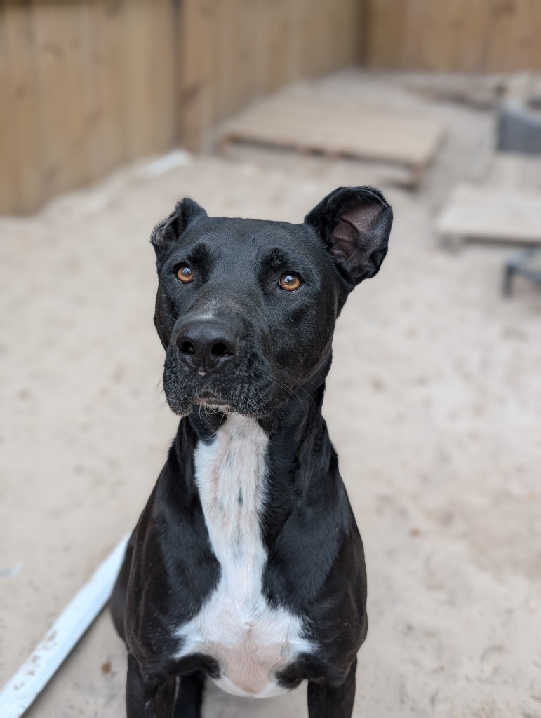 Vincent Van Gogh, an adoptable Cane Corso, Labrador Retriever in Fulton, TX, 78358 | Photo Image 1