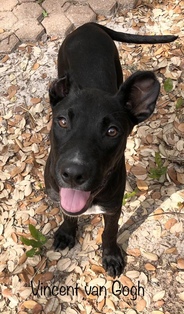 Vincent Van Gogh, an adoptable Labrador Retriever, Shepherd in Fulton, TX, 78358 | Photo Image 2