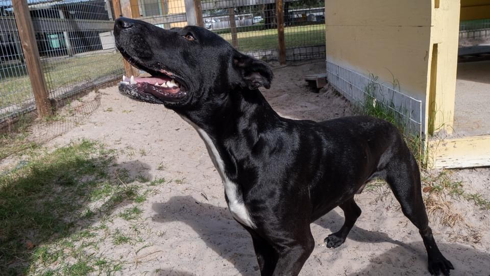 Vincent Van Gogh, an adoptable Labrador Retriever, Shepherd in Fulton, TX, 78358 | Photo Image 3