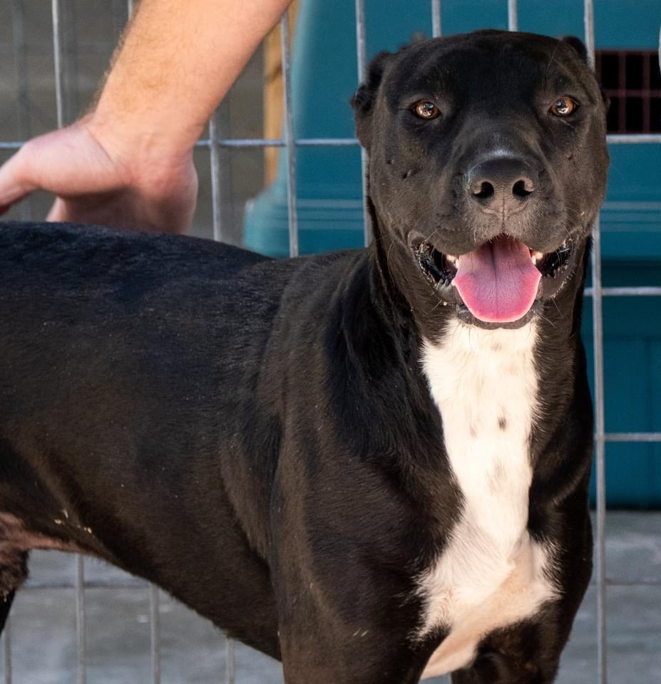 Vincent Van Gogh, an adoptable Cane Corso, Labrador Retriever in Fulton, TX, 78358 | Photo Image 4