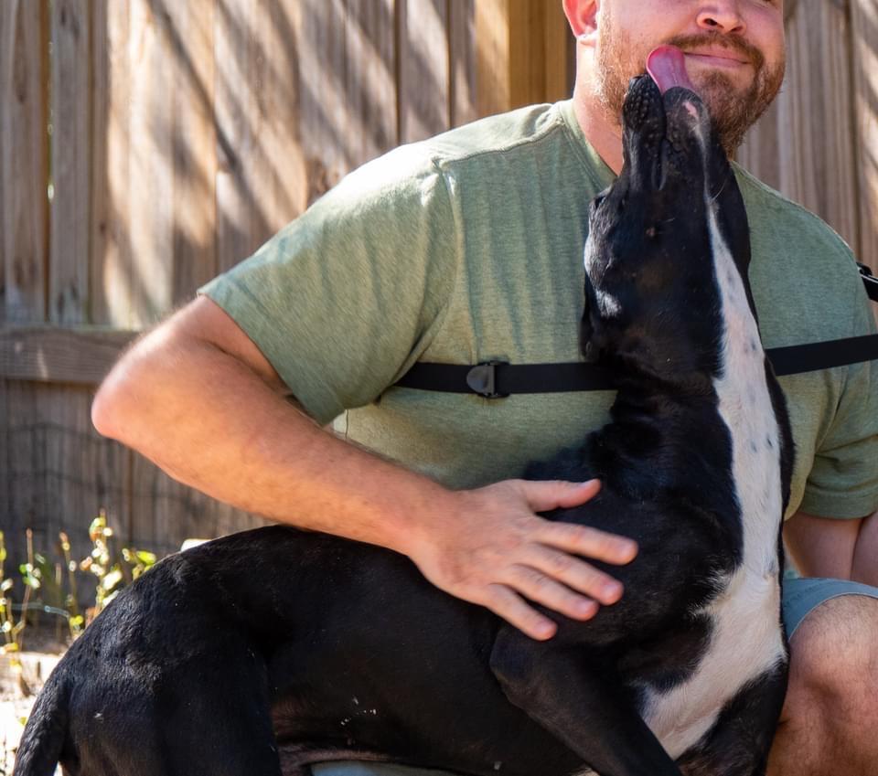 Vincent Van Gogh, an adoptable Labrador Retriever, Shepherd in Fulton, TX, 78358 | Photo Image 5