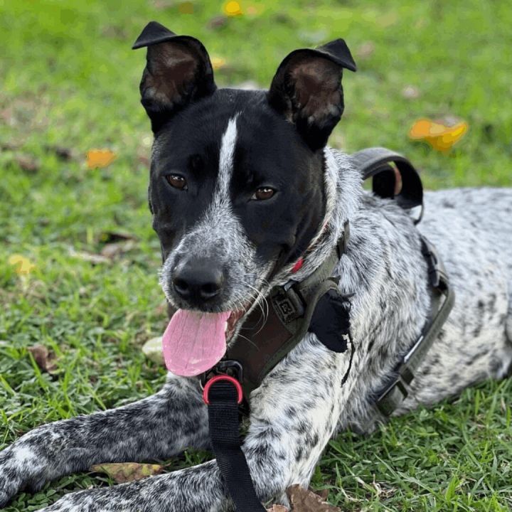 Henry, an adoptable Cattle Dog in Long Beach, CA_image-5