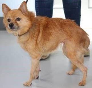 Angelica - Needs a Local Permanent Foster Home!, an adoptable Pomeranian in Quentin, PA, 17083 | Photo Image 2