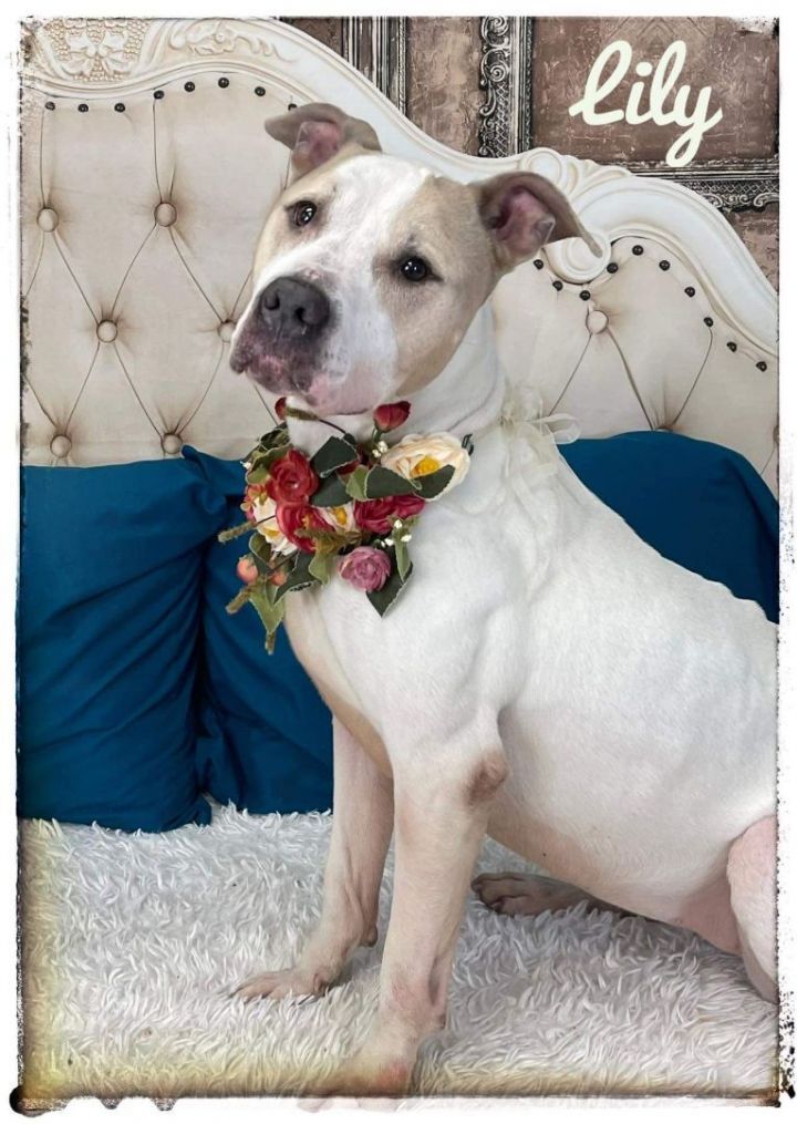 LILY, an adoptable Terrier & Pit Bull Terrier Mix in Flint, MI_image-1