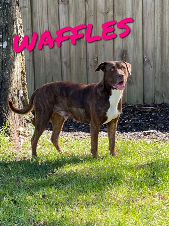 Dog for adoption - WAFFLES, a Labrador Retriever & Pit Bull Terrier Mix in  Wellington, FL | Petfinder