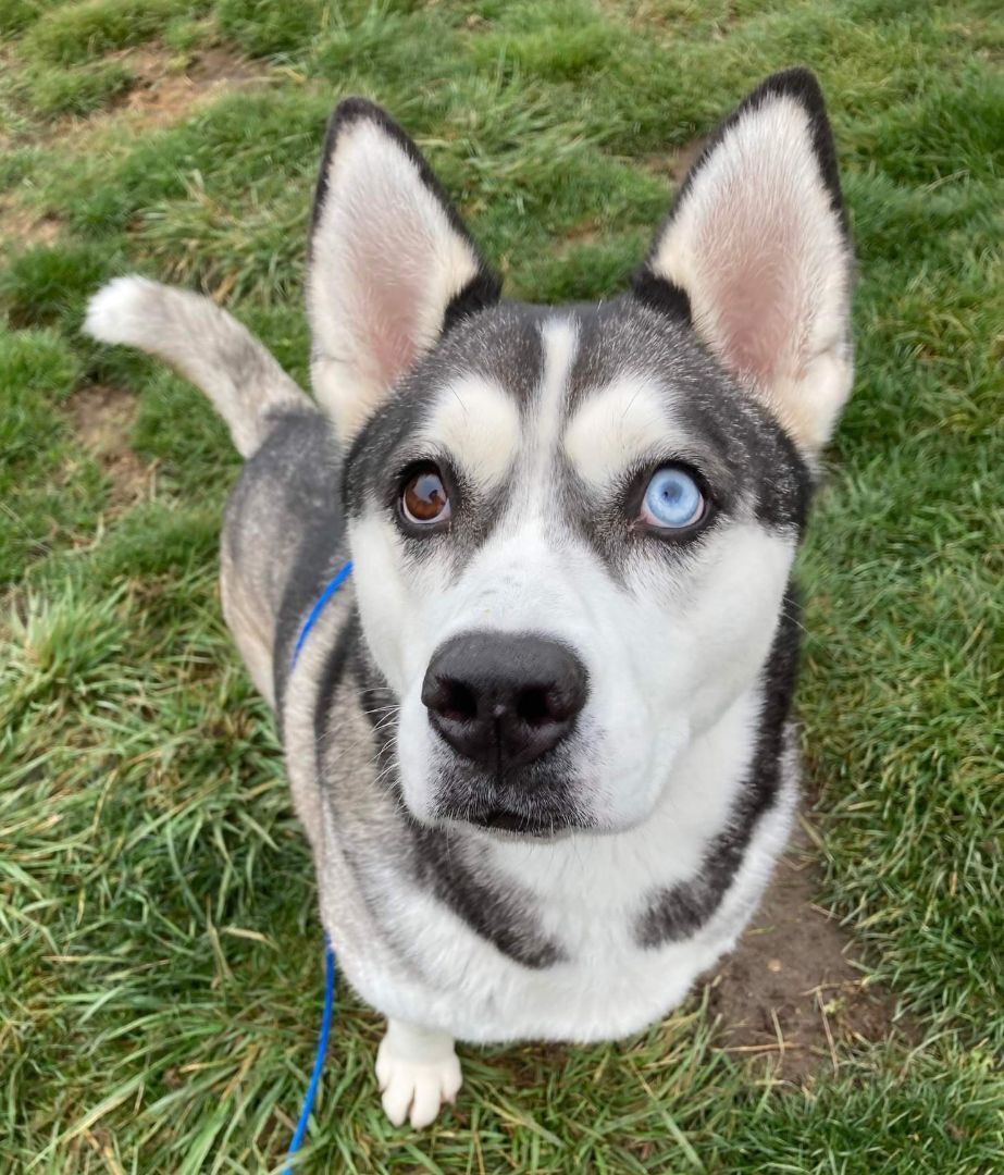 Winnie, an adoptable Husky in Longview, WA, 98632 | Photo Image 1