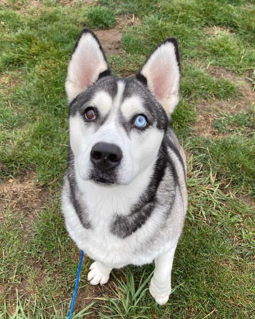 Winnie, an adoptable Husky in Longview, WA, 98632 | Photo Image 2